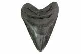 Fossil Megalodon Tooth - Thick, Robust Root #135456-1